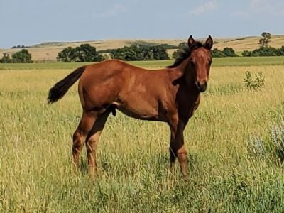 Paddys Gin Ixion JW <BR> AQHA 6372790